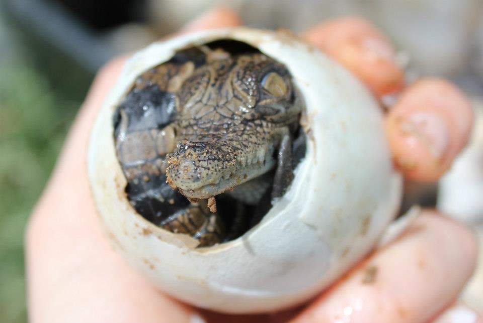 Baby Crocodile Hatching